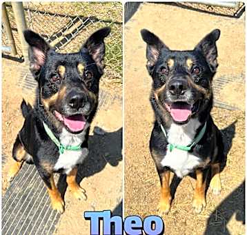 Photo of Theo