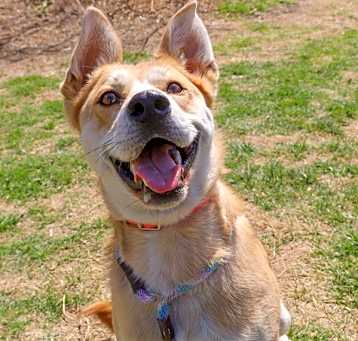 Photo of Benny-At Camp Bow Wow