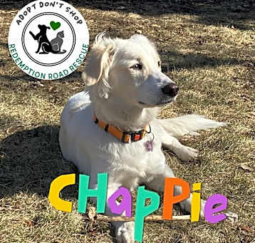 Photo of Chappie