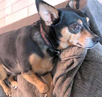 Photo of Rocky