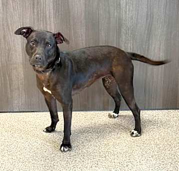 Photo of Chuppy