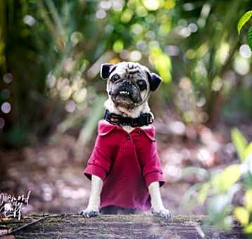 Photo of Gizmo