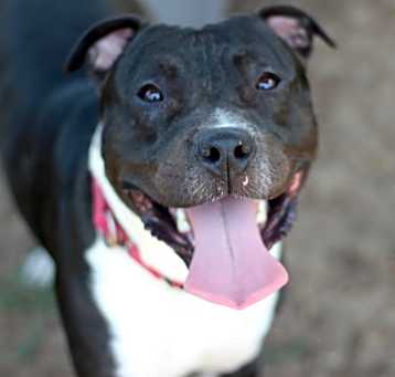 Photo of Wally (In Foster)