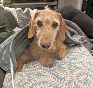 Photo of Pickles