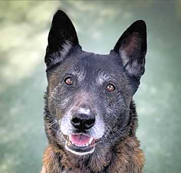 Photo of CHAMP