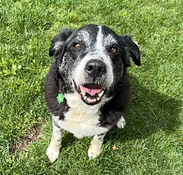 Photo of Bobo