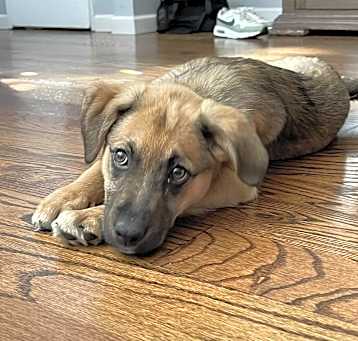 Photo of Scarlet