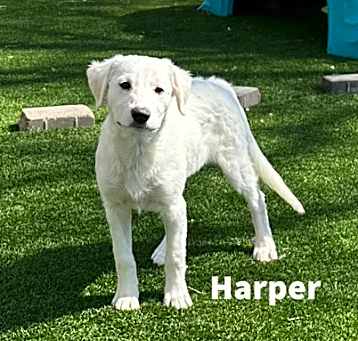 Photo of Harper