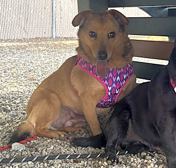 Photo of BROWNIE