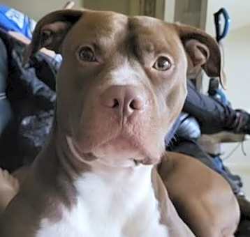 Photo of Rambo