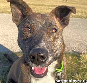 Photo of Koda in OH - pending