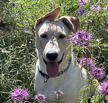 Photo of Whiskey