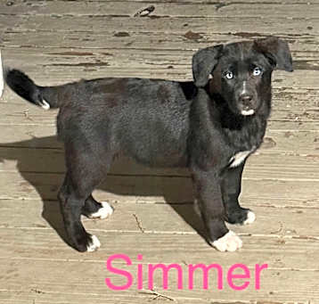 Photo of Simmer