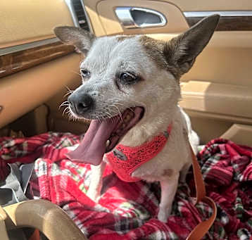 Photo of Floppsy