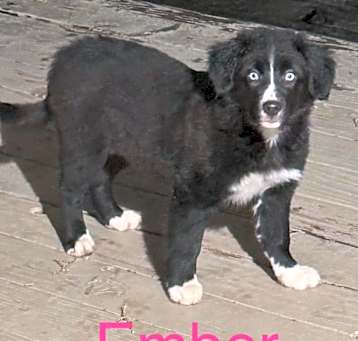 Photo of Ember