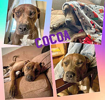 Photo of Cocoa