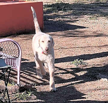 Photo of Ginger
