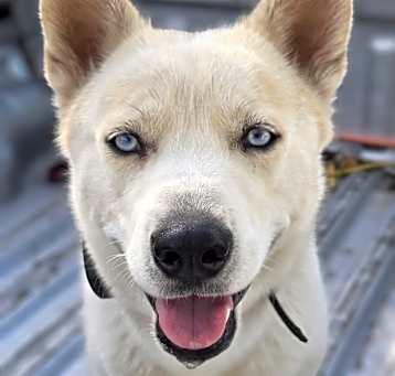 Photo of Koa