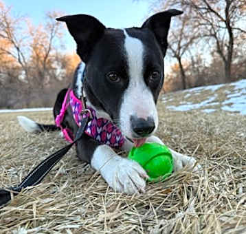 Photo of Bennie