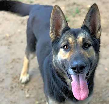 Photo of Dog