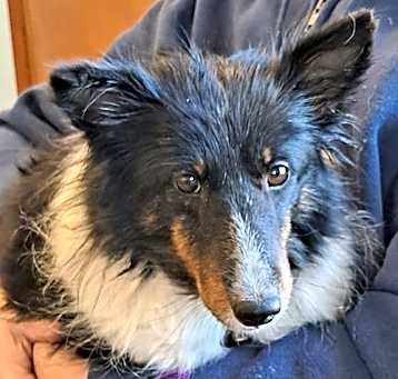 Photo of Bailey Blue