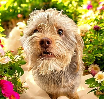 Photo of ROSE