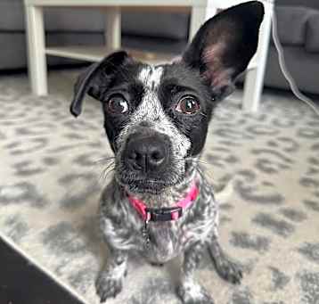 Photo of Paizley