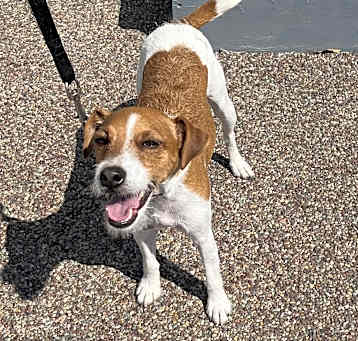 Photo of Bo