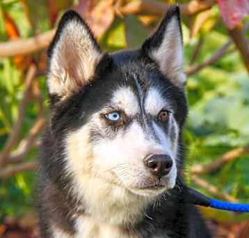 Photo of Togo