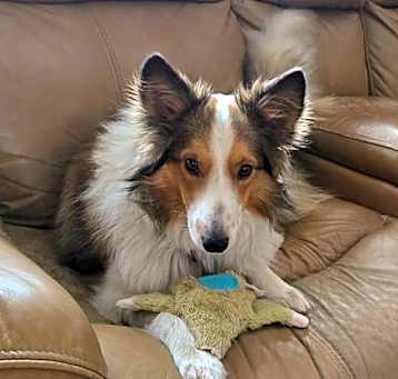 Photo of Baxter Blue