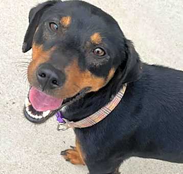 Photo of Cupcake