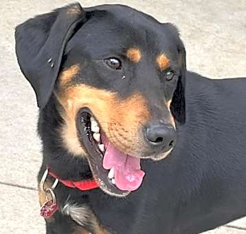 Photo of Brownie