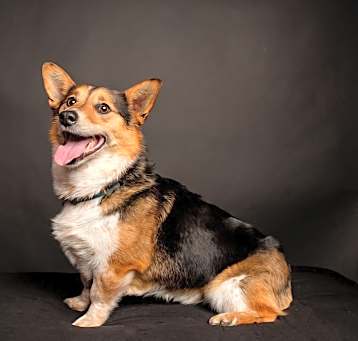 Photo of Huck