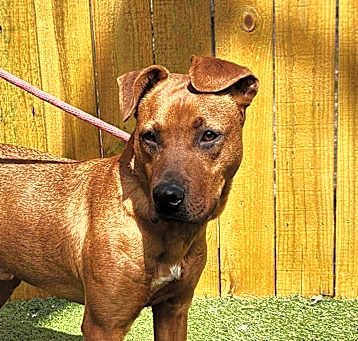 Photo of Scrappy Doo JuM