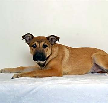 Photo of DEXTER