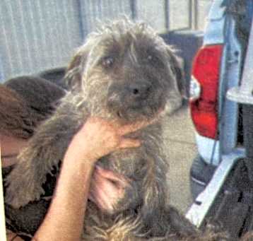 Photo of Oz
