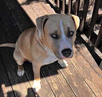 Photo of dozer