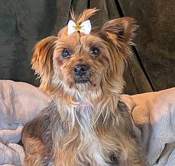 Photo of Reese