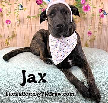 Photo of Jax