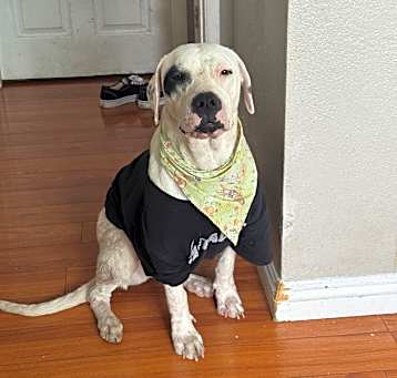 Photo of Blossom