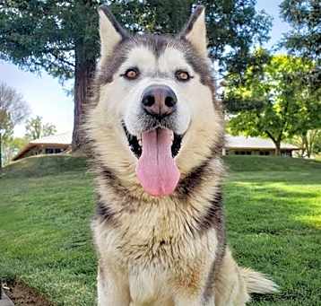 Photo of *ROCKY