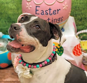 Photo of Bessie