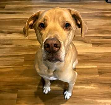 Photo of OZZIE