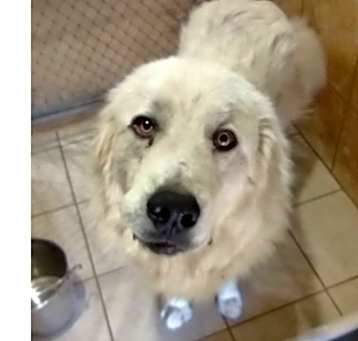 Photo of Buddy