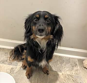 Photo of Sully