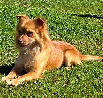 Photo of Alexander the II
