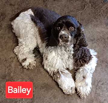 Photo of Bailey
