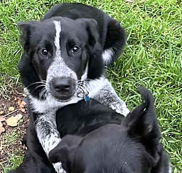 Photo of Loki