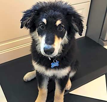 Photo of Tater (Baseball Litter '25)