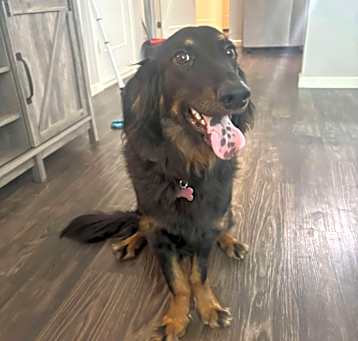 Photo of Nova